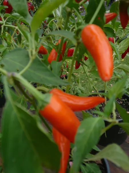 Orangener Ungar, Bio Orangener Ungar, Bio