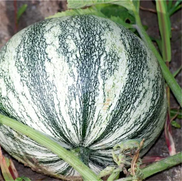 Pepita Squash, Bio