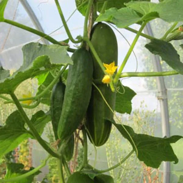 Persische Gurke, Bio