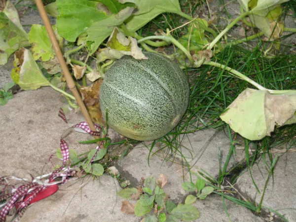 Petit Gris de Rennes