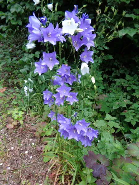 Pfirsichblättrige Glockenblumen - Mix, Bio
