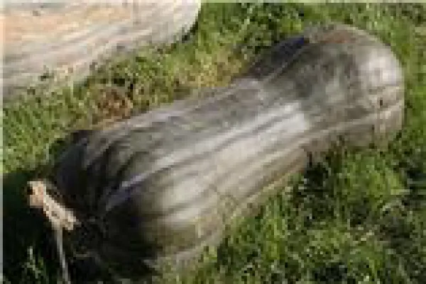 Pleine de Naples, Bio