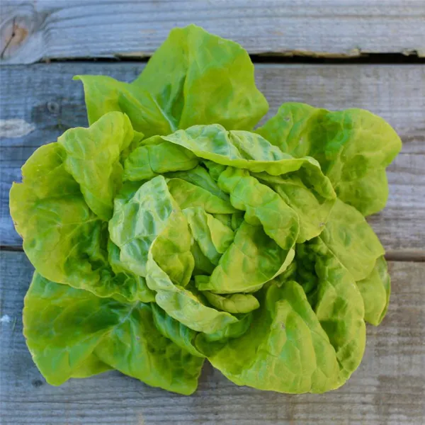 Polnischer Kopfsalat, Bio Polnischer Kopfsalat, Bio