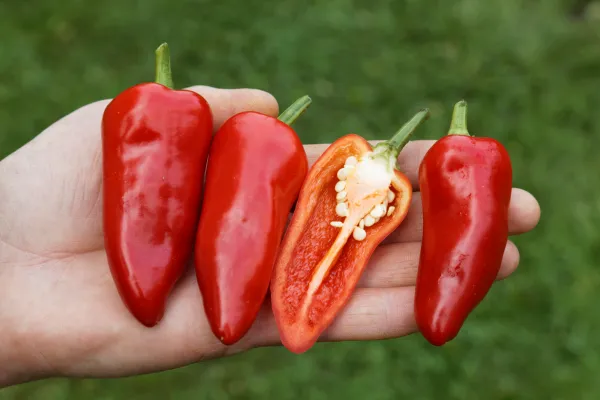 Poromeo (Die Scharfe), Bio