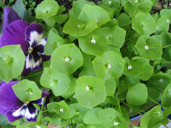 Postelein, Bio, Mini-Pack