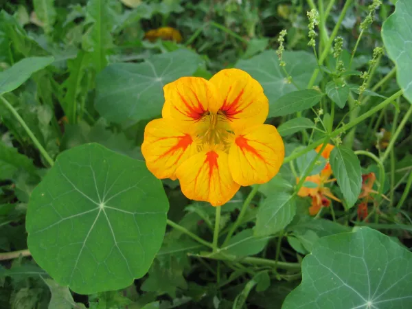 Rankende Kapuzinerkresse, Bio