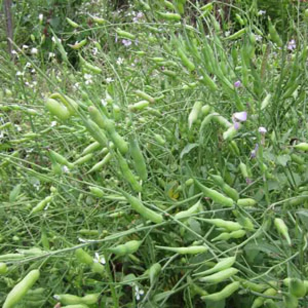 Rattenschwanz-Rettich, Bio