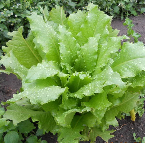 Regina dei Ghiacci, Bio