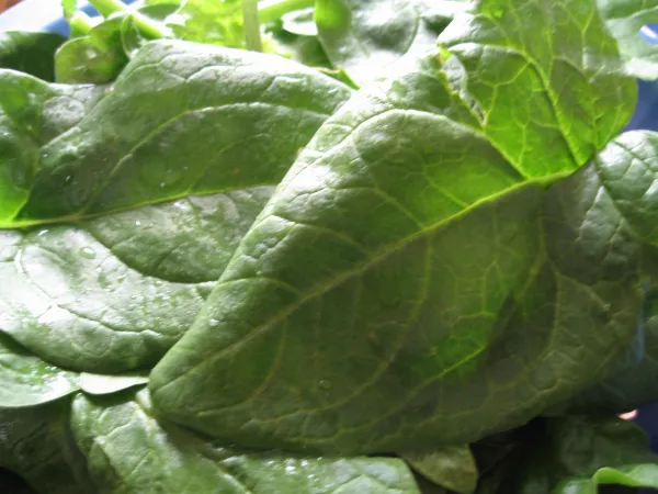 Riesen-Winterspinat, Bio, Mini-Pack