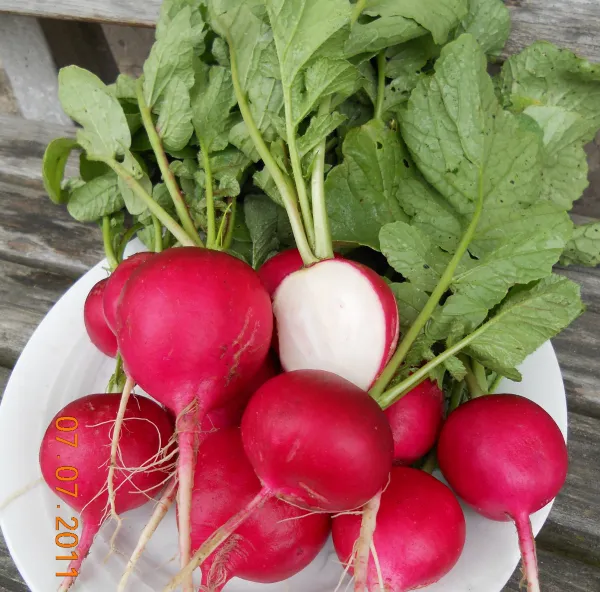 Riesenbutter, Bio, Mini-Pack Riesenbutter, Bio, Mini-Pack