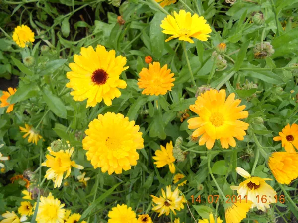 Ringelbumen zur Bodenverbesserung, Bio, Großpackung