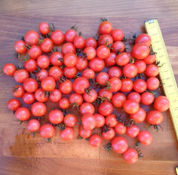 Rosa-Rote Cherry, Bio