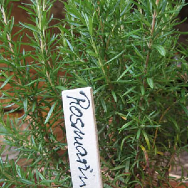 Rosmarin, Bio