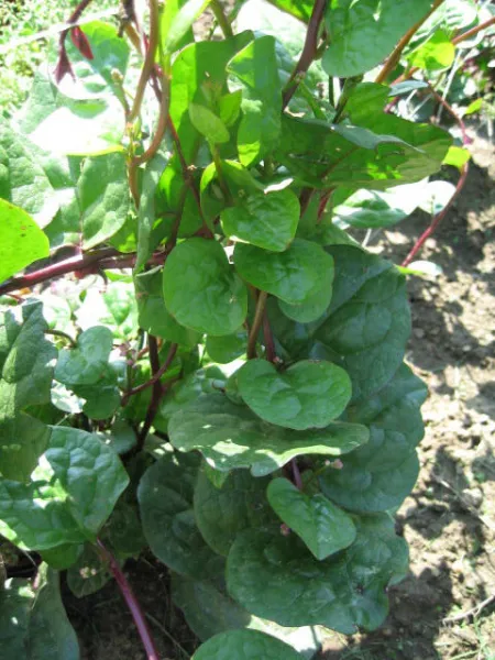 Roter Malabarspinat, Bio