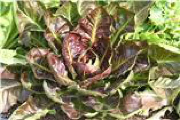 Roter von Treviso, Bio