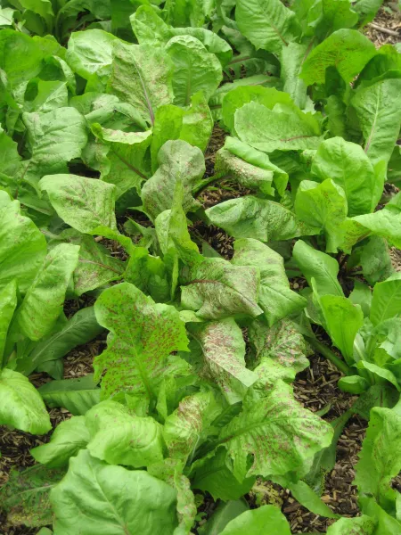 Roter von Verona, Bio Roter von Verona, Bio