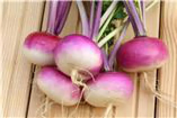 Rotschopfiges Mairübchen, Bio