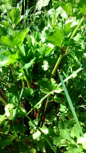 Rotstieliger Sellerie