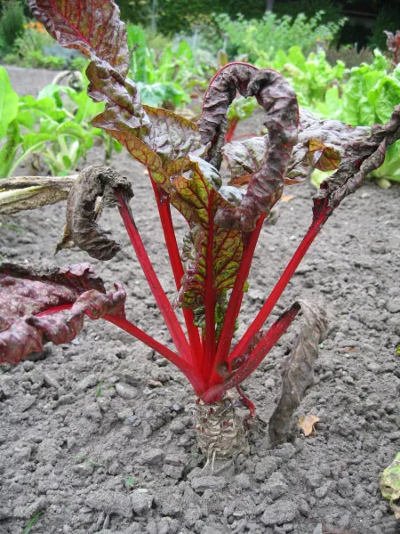 Ruby Chard, Bio