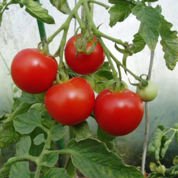 Rumänische Fleischtomate, Bio Rumänische Fleischtomate, Bio