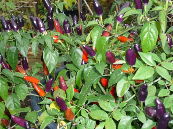 Rumänischer Bunter, Bio Rumänischer Bunter, Bio