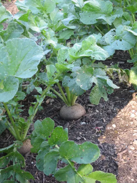 Runder Schwarzer Winterrettich, Bio Runder Schwarzer Winterrettich, Bio