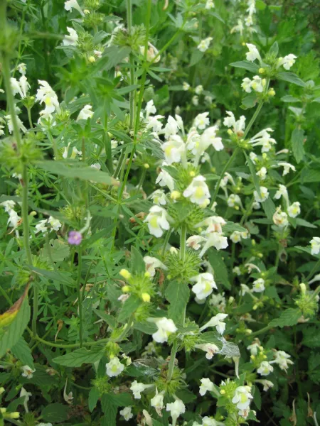 Saathohlzahn, Bio Saathohlzahn, Bio