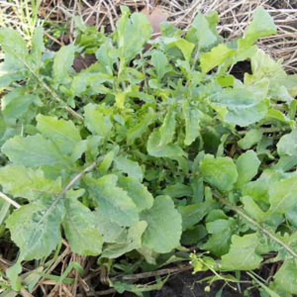 Salatrauke, Bio, Mini-Pack