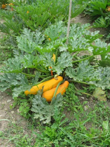 Sativa Auslese, Bio Sativa Auslese, Bio