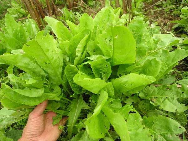 Sauerampfer Belleville, Bio Sauerampfer Belleville, Bio