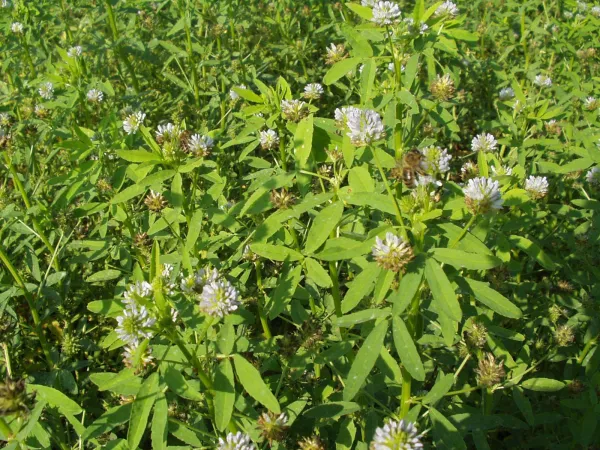 Schabziger Klee, Bio