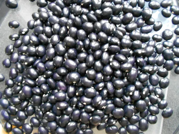 Schöne von Richigen, Bio, Mini-Pack