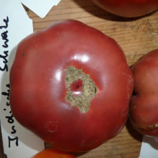 Schwarze Indische, Bio Schwarze Indische, Bio