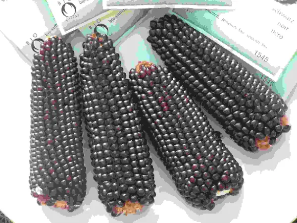 Schwarzer Popcorn Mais, Bio