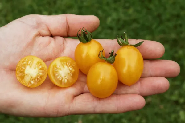 Slivowidnij, Bio Slivowidnij, Bio