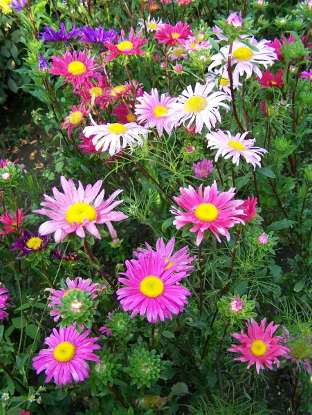 Sommeraster - Mix, Bio