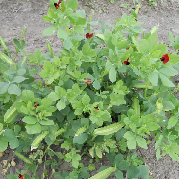 Spargelerbse, Bio Spargelerbse, Bio