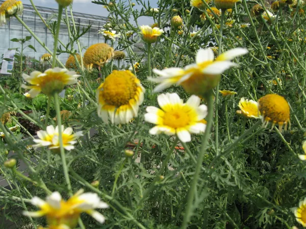 Speisechrysantheme, Bio Speisechrysantheme, Bio