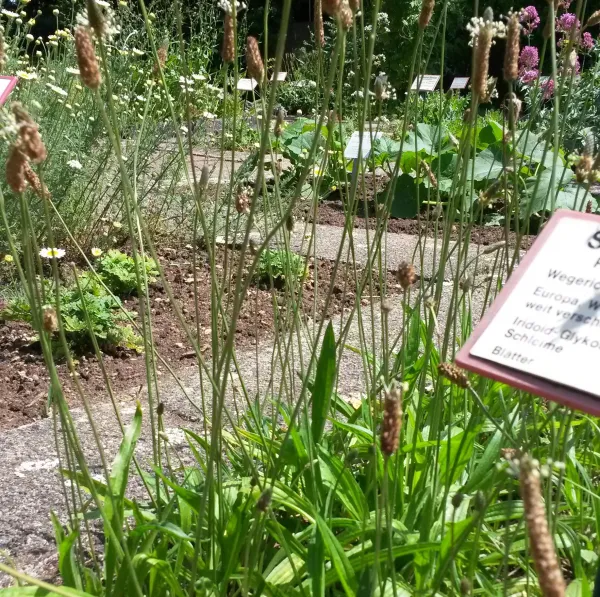 Spitzwegerich, Bio Spitzwegerich, Bio