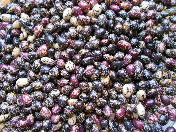 Steirischer Stangenbohnen - Mix, Bio, Mini-Pack