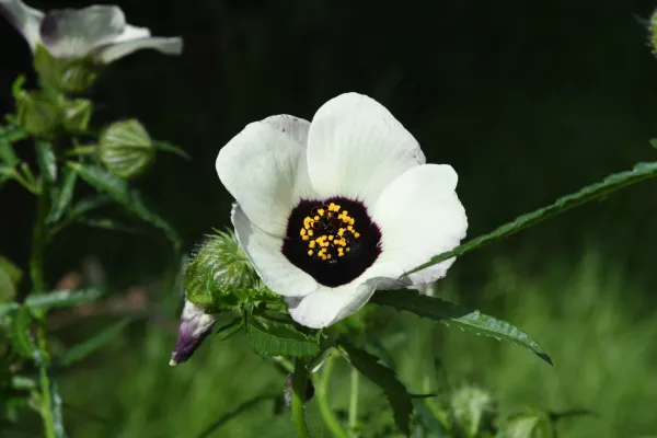 Stunden-Roseneibisch, Bio