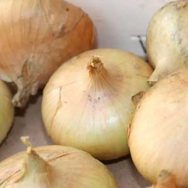 Stuttgarter Riesen, Bio, Mini-Pack