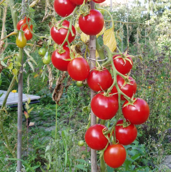 Sub Arctic Maxi Sub Arctic Maxi