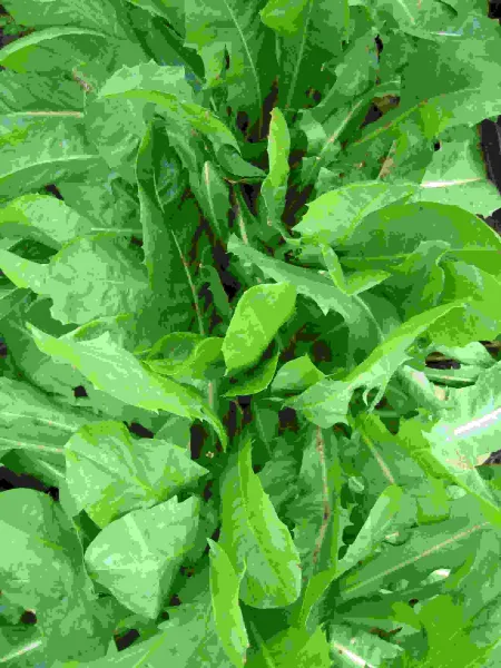 Tardivo, Bio, Mini-Pack