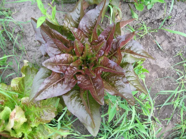 Teufelsohren, Mini-Pack