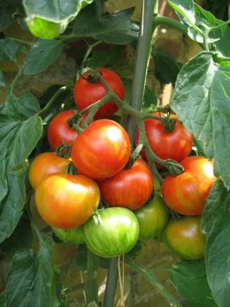 Tigerella, Bio, Vorteilspack