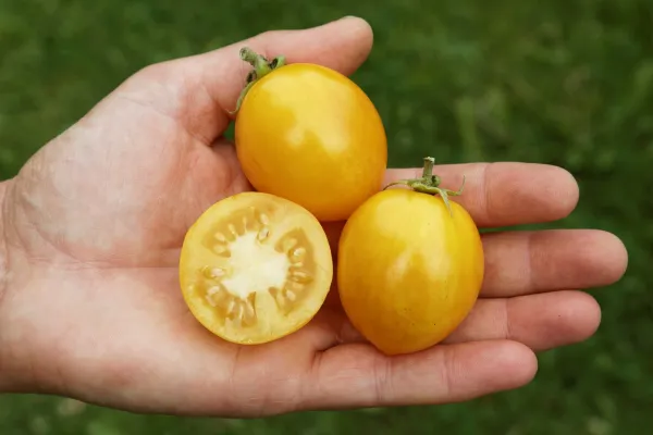 Tigerette Cherry, Bio