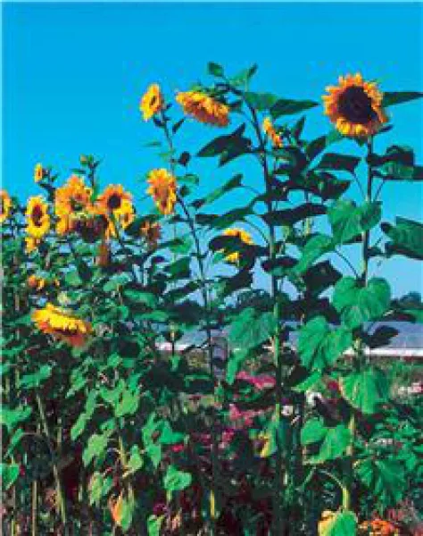 Tournesol Géant, Bio