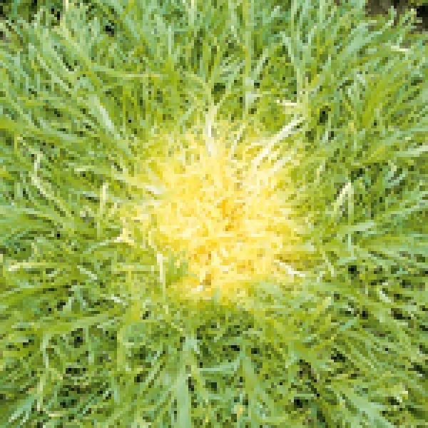 Très Fine maraîchère, Bio