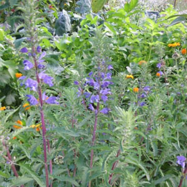 Türkischer Drachenkopf, Bio